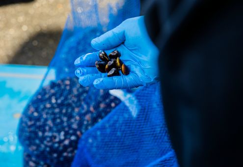 しじみを持つ手